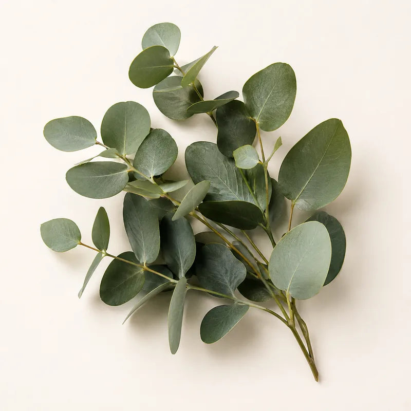Eucalyptus leaves