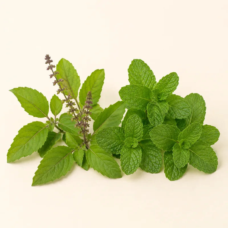 Tulsi and mint